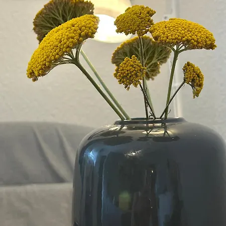 Apartament Nordicasa *