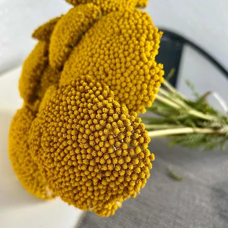 Apartament Nordicasa *